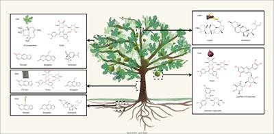 Functions, accumulation, and biosynthesis of important secondary metabolites in the fig tree (Ficus carica)